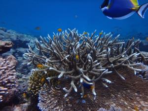 ฤดูร้อน ช่วงเวลาต้องระวัง ก่อนทะเลเครียด จนเกิด ปะการังฟอกขาว