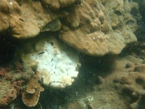 ฤดูร้อน ช่วงเวลาต้องระวัง ก่อนทะเลเครียด จนเกิด ปะการังฟอกขาว