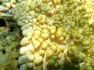 ฤดูร้อน ช่วงเวลาต้องระวัง ก่อนทะเลเครียด จนเกิด ปะการังฟอกขาว