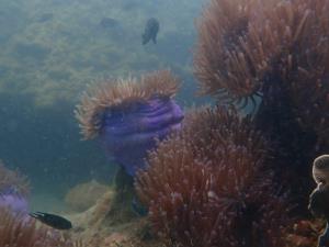 ภาพจาก กรมอุทยานแห่งชาติสัตว์ป่าและพันธุ์พืช 