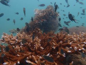 ภาพจาก กรมอุทยานแห่งชาติสัตว์ป่าและพันธุ์พืช 