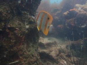 ภาพจาก กรมอุทยานแห่งชาติสัตว์ป่าและพันธุ์พืช 