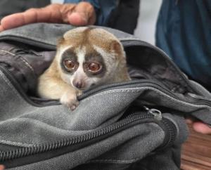 บุกจับกุมหนุ่มลักลอบ นำ “นางอาย”  ตระเวนให้นักท่องเที่ยวถ่ายรูป พกมีด ขัดขืนการจับกุม พยายามทำร้ายเจ้าหน้าที่