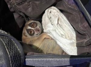 บุกจับกุมหนุ่มลักลอบ นำ “นางอาย”  ตระเวนให้นักท่องเที่ยวถ่ายรูป พกมีด ขัดขืนการจับกุม พยายามทำร้ายเจ้าหน้าที่