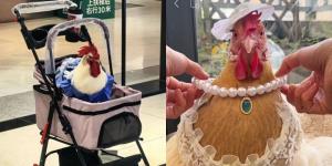 คนจีนรุ่นใหม่แห่เลี้ยง 'ไก่' เหมือนลูก (ภาพจาก : สื่อจีน)