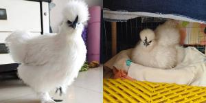 ไก่ดำไท่เหอของอาไกว้ (ภาพจาก : สื่อจีน)