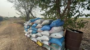 ชาวนาอ่างทองพลิกนาบางส่วนปลูกผักชี–ถั่วแระ สู้ต้นทุนข้าวพุ่ง สร้างรายได้ทางเลือก