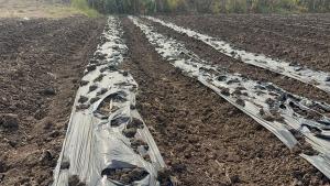 ชาวนาอ่างทองพลิกนาบางส่วนปลูกผักชี–ถั่วแระ สู้ต้นทุนข้าวพุ่ง สร้างรายได้ทางเลือก