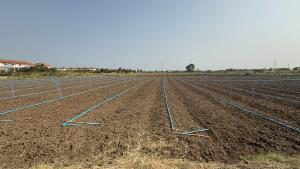 ชาวนาอ่างทองพลิกนาบางส่วนปลูกผักชี–ถั่วแระ สู้ต้นทุนข้าวพุ่ง สร้างรายได้ทางเลือก