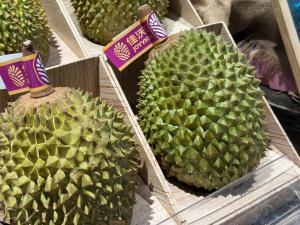 ตลาดบริโภค 'ทุเรียน' ในจีนโตต่อเนื่อง กระตุ้นแหล่งผลิตในอาเซียนปรับแผนแข่งขัน