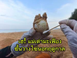 เฮ ! แม่ เต่ามะเฟืองขึ้น วางไข่นอกฤดู 98 ฟอง อุทยานฯ ย้ายรังไปอยู่ในที่ปลอดภัย