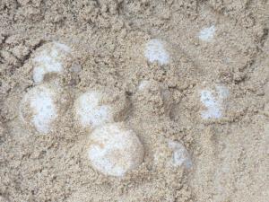 เฮ ! แม่ เต่ามะเฟืองขึ้น วางไข่นอกฤดู 98 ฟอง อุทยานฯ ย้ายรังไปอยู่ในที่ปลอดภัย