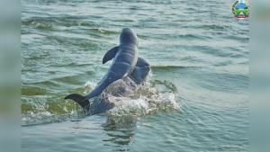 กัมพูชาได้ข่าวดีพบโลมาอิรวดีแม่น้ำโขงเกิดใหม่ตัวที่ 6 ของปีนี้