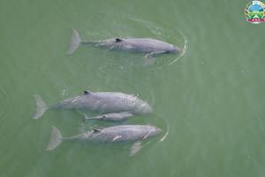 กัมพูชาได้ข่าวดีพบโลมาอิรวดีแม่น้ำโขงเกิดใหม่ตัวที่ 6 ของปีนี้