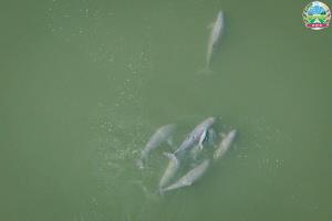 กัมพูชาได้ข่าวดีพบโลมาอิรวดีแม่น้ำโขงเกิดใหม่ตัวที่ 6 ของปีนี้