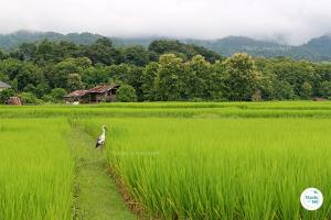 ททท.น่าน ชวนเที่ยวกรีนซีซั่น แจกแผนที่ “เที่ยวน่านหน้าฝน”