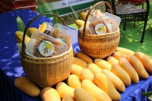 เกษตร จ.กาฬสินธุ์พาสื่อช่วย "มะม่วงมหาชนก" กระตุ้นยอดขาย มุ่งสู่สินค้า GI