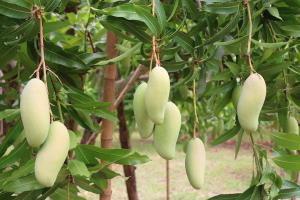 เกษตร จ.กาฬสินธุ์พาสื่อช่วย "มะม่วงมหาชนก" กระตุ้นยอดขาย มุ่งสู่สินค้า GI