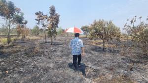 (คลิป)เจ้าของเข่าทรุด! ชาวนากงไกรลาศเผาฟางลามไหม้สวนผสมวอดซ้ำ 5 ไร่ เสียหายกว่า 1 แสนบาท