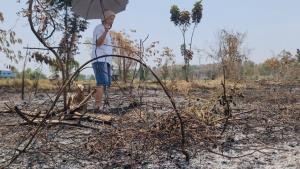 (คลิป)เจ้าของเข่าทรุด! ชาวนากงไกรลาศเผาฟางลามไหม้สวนผสมวอดซ้ำ 5 ไร่ เสียหายกว่า 1 แสนบาท