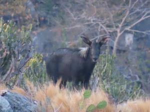 อวดโฉม! หน.อช.เขาสามร้อยยอด พบ “เลียงผา” โชว์ตัวหน้าผาหินปูน ตอกย้ำความสำเร็จลาดตระเวนเชิงรุก