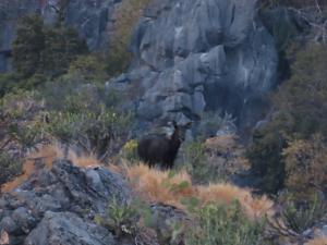 อวดโฉม! หน.อช.เขาสามร้อยยอด พบ “เลียงผา” โชว์ตัวหน้าผาหินปูน ตอกย้ำความสำเร็จลาดตระเวนเชิงรุก