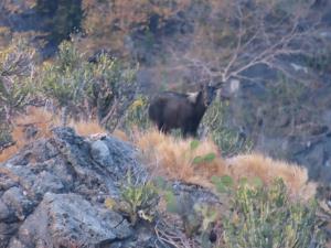 อวดโฉม! หน.อช.เขาสามร้อยยอด พบ “เลียงผา” โชว์ตัวหน้าผาหินปูน ตอกย้ำความสำเร็จลาดตระเวนเชิงรุก