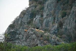 อวดโฉม! หน.อช.เขาสามร้อยยอด พบ “เลียงผา” โชว์ตัวหน้าผาหินปูน ตอกย้ำความสำเร็จลาดตระเวนเชิงรุก