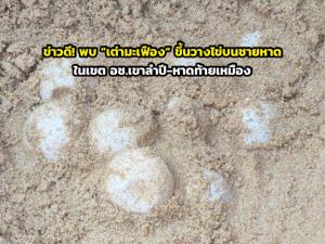 ภาพจาก อช.เขาลำปี-หาดท้ายเหมือง 