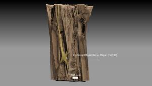 นักวิจัยนานาชาติใช้ซินโครตรอนไทย สำรวจความลับที่ซ่อนในขาตั๊กแตน