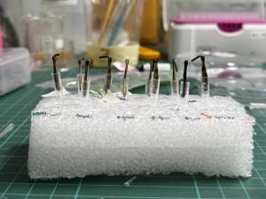 นักวิจัยนานาชาติใช้ซินโครตรอนไทย สำรวจความลับที่ซ่อนในขาตั๊กแตน