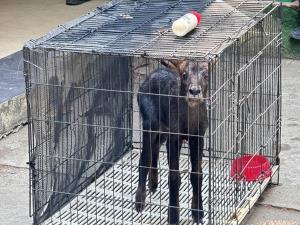 ชาวบ้านบ้องตี้พบ “ลูกเลียงผา” พลัดหลง อช.ไทรโยครับตัวส่งอนุบาล เตรียมคืนสู่ป่าธรรมชาติ