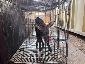 ชาวบ้านบ้องตี้พบ “ลูกเลียงผา” พลัดหลง อช.ไทรโยครับตัวส่งอนุบาล เตรียมคืนสู่ป่าธรรมชาติ