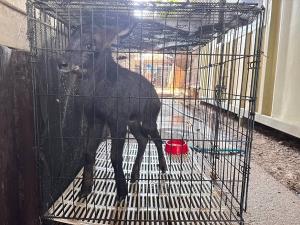 ชาวบ้านบ้องตี้พบ “ลูกเลียงผา” พลัดหลง อช.ไทรโยครับตัวส่งอนุบาล เตรียมคืนสู่ป่าธรรมชาติ