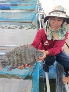 ผู้เลี้ยงปลาในกระชังเขื่อนลำปาว กำลังประสบปัญหาต้นทุนสูงจากน้ำมันแพง ทั้งยอดขายลดจากกำลังซื้อที่ลดลง