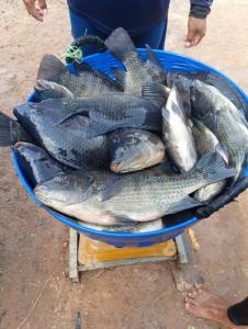 น้ำมันแพงกระทบเลี้ยงปลากระชังเขื่อนลำปาว ต้นทุนพุ่ง/ยอดขายตก จี้รัฐหนุนพลังงานสะอาดแก้ปัญหา