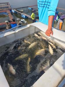 น้ำมันแพงกระทบเลี้ยงปลากระชังเขื่อนลำปาว ต้นทุนพุ่ง/ยอดขายตก จี้รัฐหนุนพลังงานสะอาดแก้ปัญหา