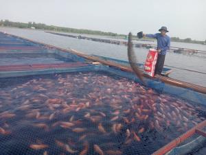 น้ำมันแพงกระทบเลี้ยงปลากระชังเขื่อนลำปาว ต้นทุนพุ่ง/ยอดขายตก จี้รัฐหนุนพลังงานสะอาดแก้ปัญหา