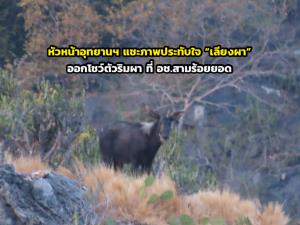 ภาพจากกรมอุทยานฯ