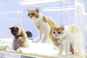 ศูนย์สิริกิติ์ เปิดงาน PET EXPO THAILAND 2026 มหกรรมสัตว์เลี้ยงสุดยิ่งใหญ่ประจำปี