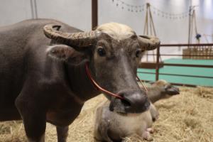 ศูนย์สิริกิติ์ เปิดงาน PET EXPO THAILAND 2026 มหกรรมสัตว์เลี้ยงสุดยิ่งใหญ่ประจำปี