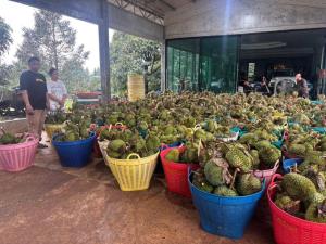 พายุฤดูร้อนพัดถล่ม อ.ขลุง จ.จันทบุรี ทำทุเรียนใกล้เก็บร่วงเสียหายกว่า 100 ตัน