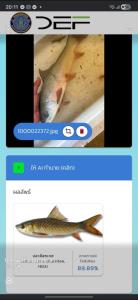 ปลาอะไรเอ่ย? รวมดราม่า Thailand FishAI แอปกรมประมง ลืองบ 9 ล้าน สแกนปาท่องโก๋เป็นปลาทอง
