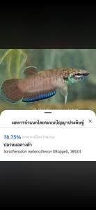 ปลาอะไรเอ่ย? รวมดราม่า Thailand FishAI แอปกรมประมง ลืองบ 9 ล้าน สแกนปาท่องโก๋เป็นปลาทอง