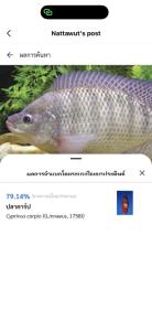 ปลาอะไรเอ่ย? รวมดราม่า Thailand FishAI แอปกรมประมง ลืองบ 9 ล้าน สแกนปาท่องโก๋เป็นปลาทอง