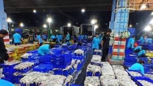 ประมงแม่กลองอ่วม! หมึกเถื่อนทะลัก กดราคาดิ่ง เรือจอดแล้ว 60% วอนรัฐคุม IUU ก่อนล่มทั้งอุตสาหกรรม