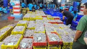 ประมงแม่กลองอ่วม! หมึกเถื่อนทะลัก กดราคาดิ่ง เรือจอดแล้ว 60% วอนรัฐคุม IUU ก่อนล่มทั้งอุตสาหกรรม
