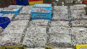 ประมงแม่กลองอ่วม! หมึกเถื่อนทะลัก กดราคาดิ่ง เรือจอดแล้ว 60% วอนรัฐคุม IUU ก่อนล่มทั้งอุตสาหกรรม