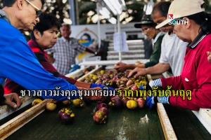 ชุมพรเปิดประมูลมังคุด เกษตรกรยิ้ม ราคาพุ่งรับต้นฤดู ผลผลิตมีคุณภาพ ผิวสวย เนื้อขาว รสชาติดี