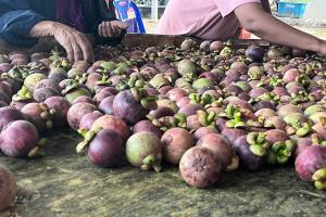 ชุมพรเปิดประมูลมังคุด เกษตรกรยิ้ม ราคาพุ่งรับต้นฤดู ผลผลิตมีคุณภาพ ผิวสวย เนื้อขาว รสชาติดี